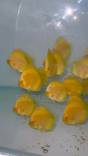 Discus Fish