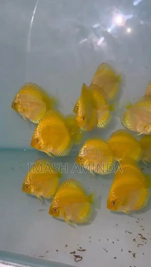 Discus Fish