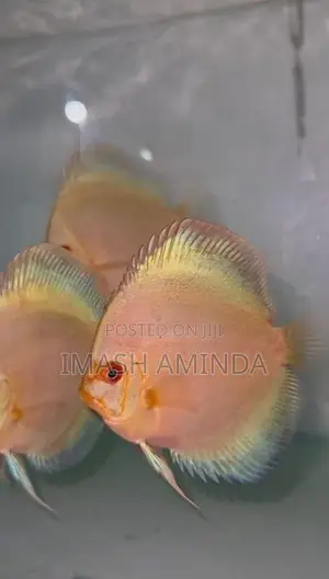 Discus Fish