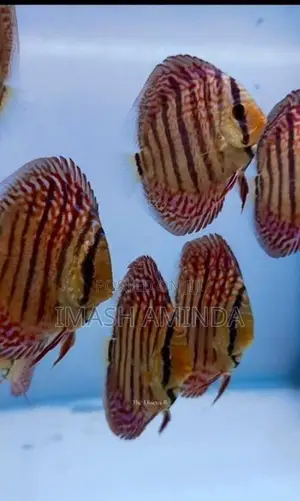 Discus Fish