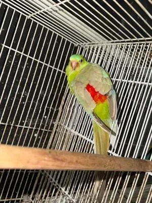 Red Rumed Breeding Pair