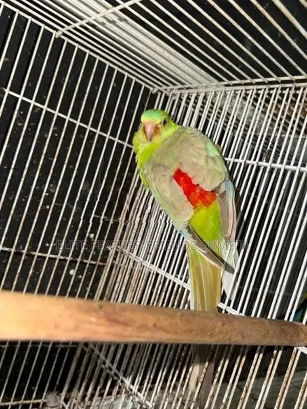 Red Rumed Breeding Pair