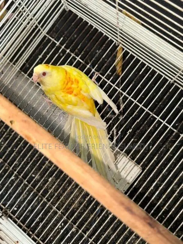 Red Rumed Breeding Pair