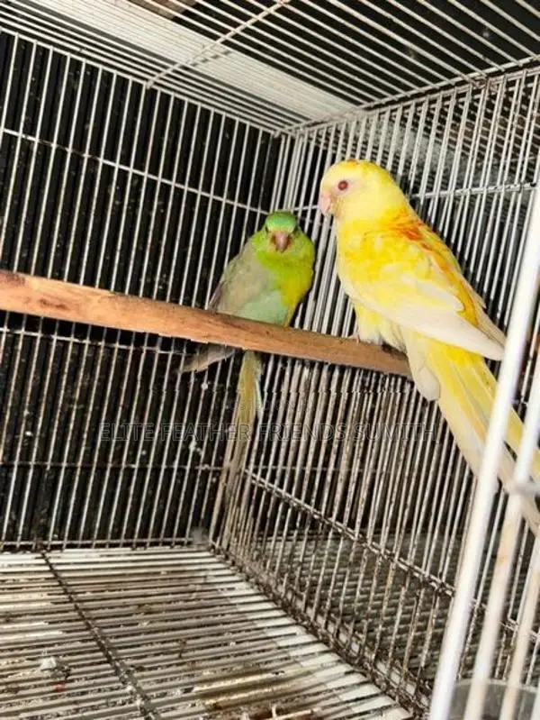 Red Rumed Breeding Pair