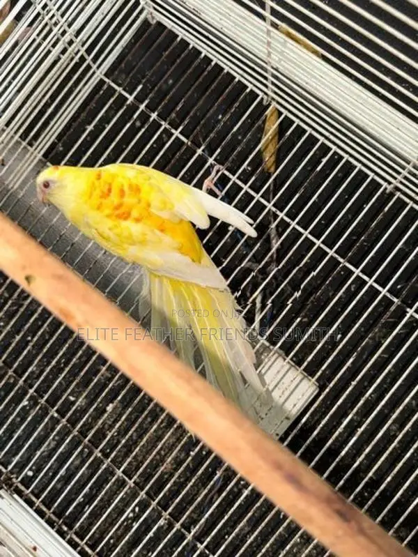 Red Rumed Breeding Pair