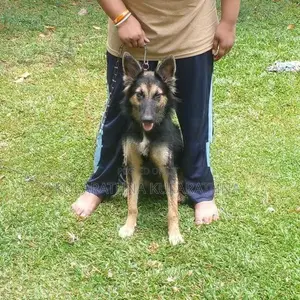 German Shepherd Puppies