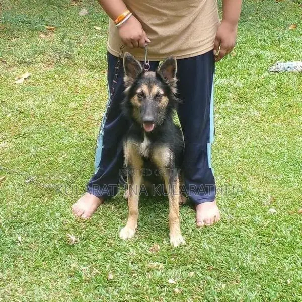 German Shepherd Puppies