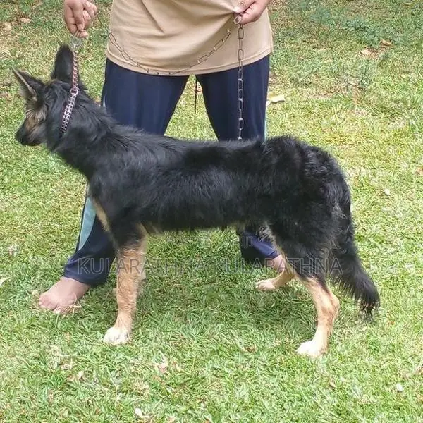 German Shepherd Puppies