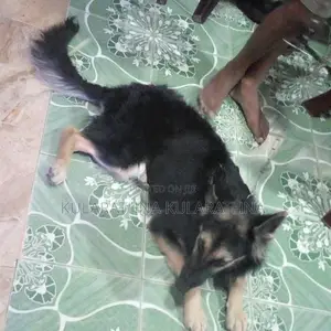 German Shepherd Puppies