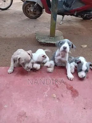 American Bully Puppies