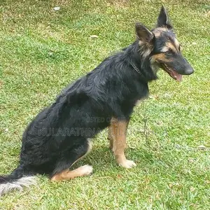 german shepard