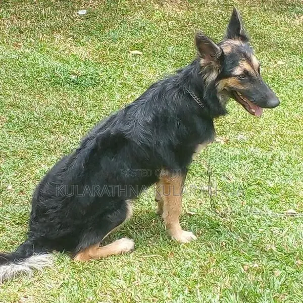 german shepard