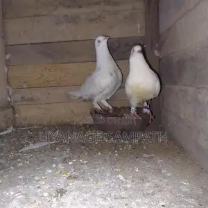 Pigeon