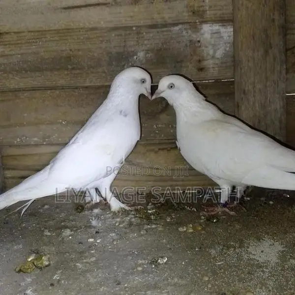 Pigeon