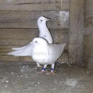 Pigeon