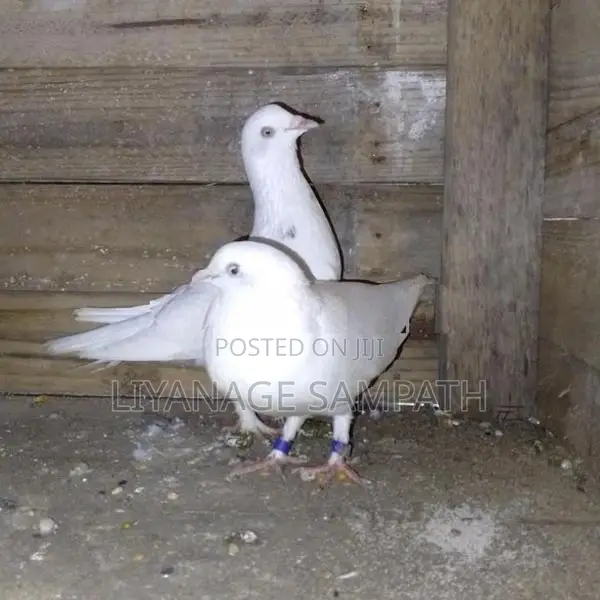 Pigeon