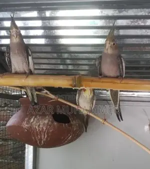 Cockatiel Birds