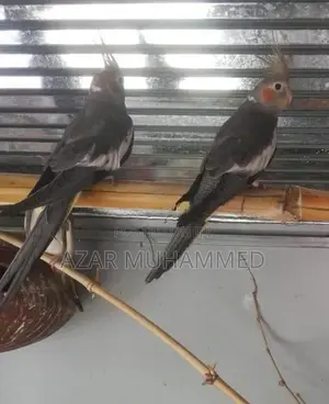Cockatiel Birds