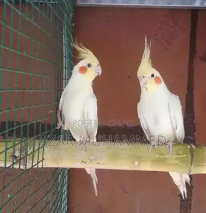 Cockatiel Birds