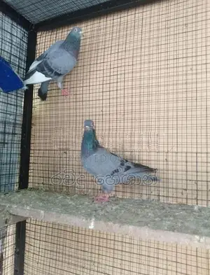 Pigeon