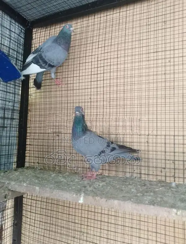 Pigeon