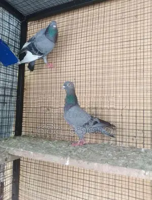 Pigeon