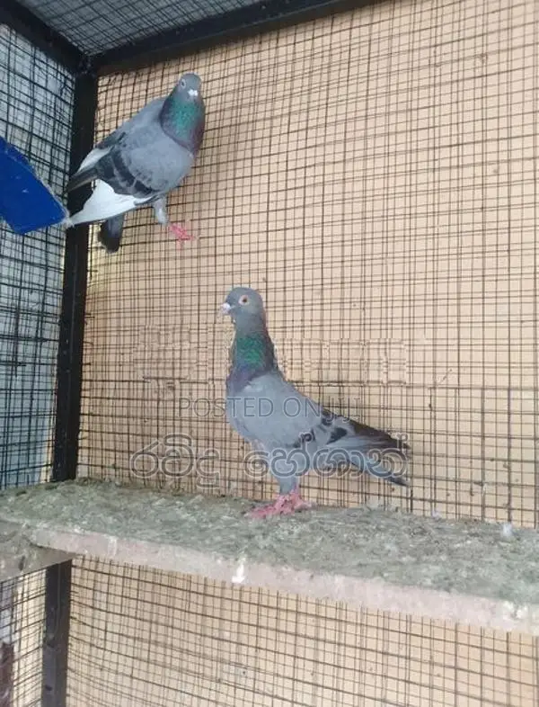 Pigeon