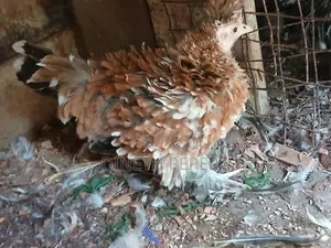 Frizzle Bantam Chickens
