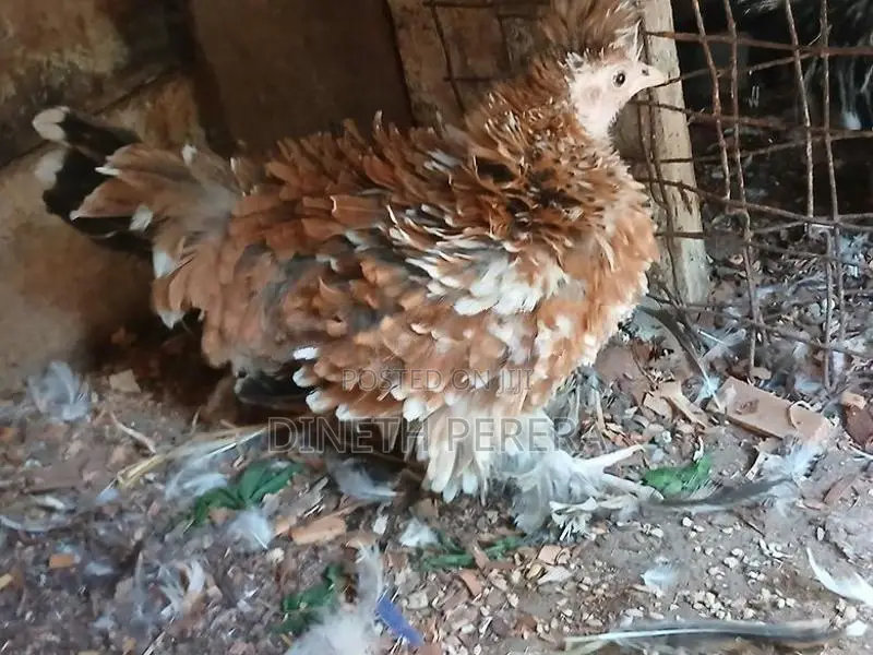 Frizzle Bantam Chickens