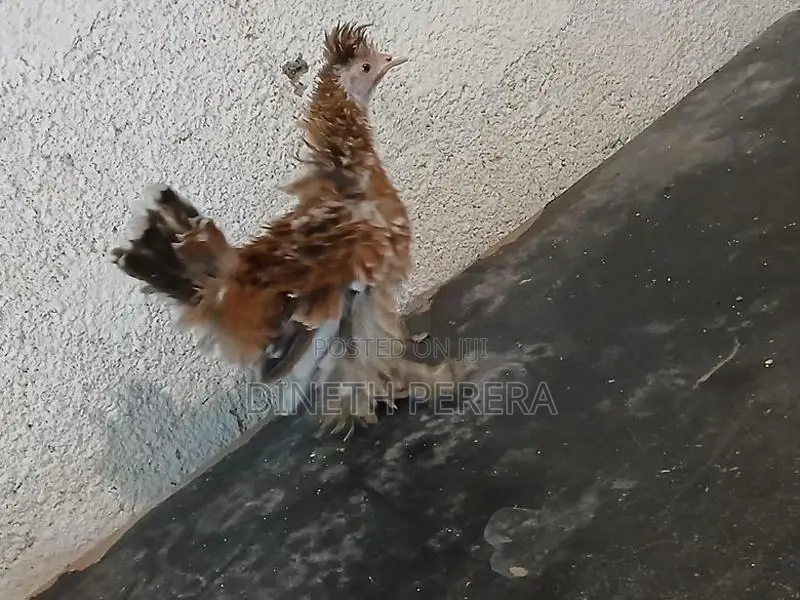 Frizzle Bantam Chickens