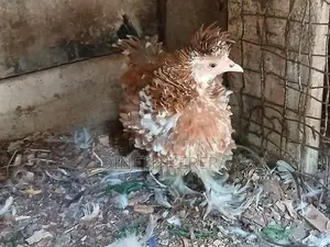 Frizzle Bantam Chickens