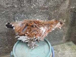 Frizzle Bantam Chickens