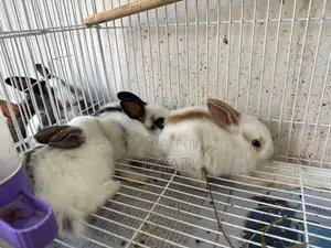 Rabbits