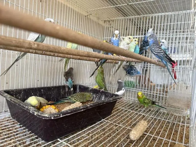 Love birds ( budgies)