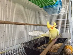 Cockatiels Bird