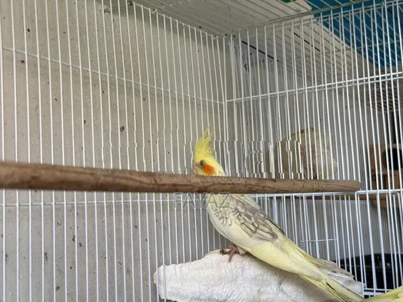 Cockatiels Bird