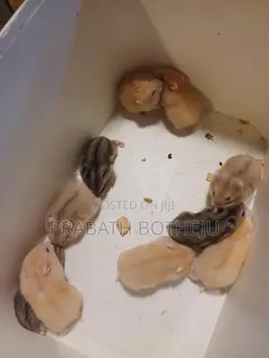 Hamster