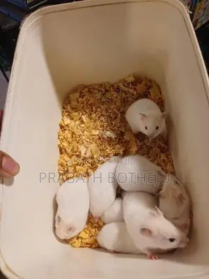Hamster
