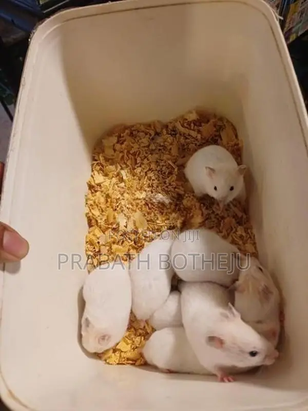 Hamster