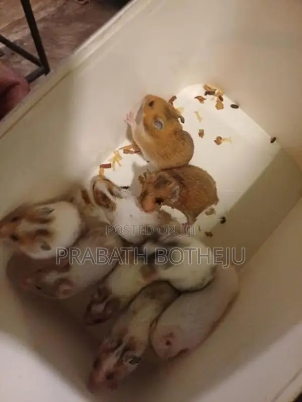Hamster
