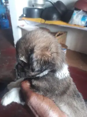 Shih Tzu Puppy