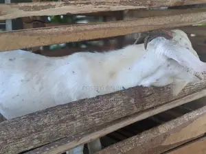 male goat