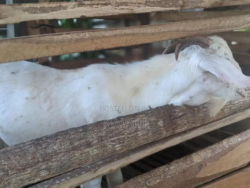 male goat