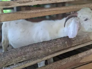 male goat