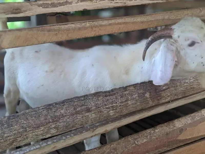 male goat