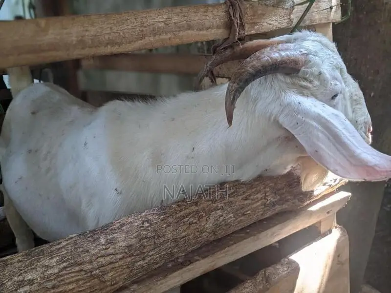 male goat
