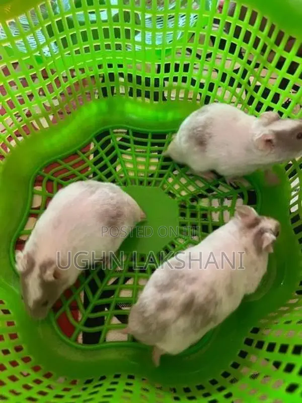 Hamster