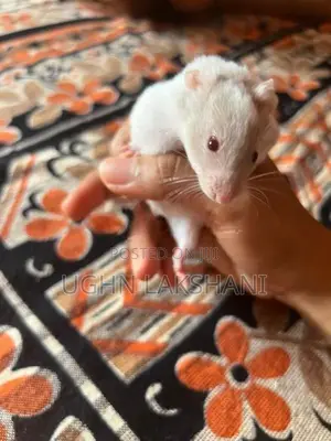 Hamster