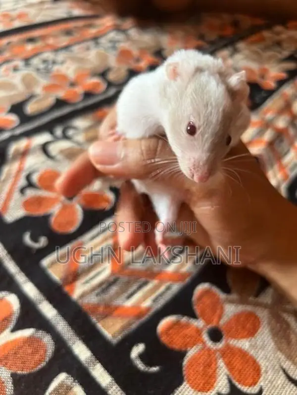 Hamster
