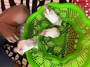 Hamster